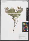 Foto von Salix hastata subsp. subintegrifolia (Flod.) Flod.